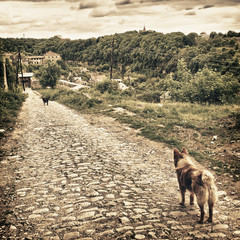Two Dogs