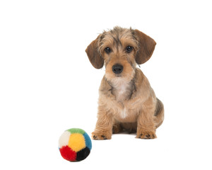 Cute sitting dachshund puppy with a ball isolated at a white background