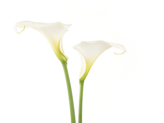 Two pretty white calla lilies isolated on a white background