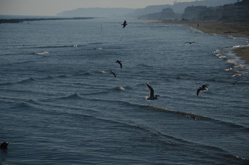 Gabbiani sul mare al tramonto