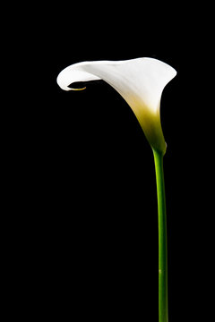 White calla lily at a black background
