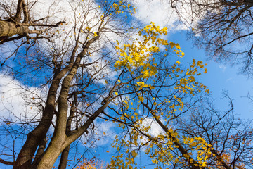 tree with yellow autumn leave