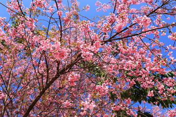 sakura flowers in thailand