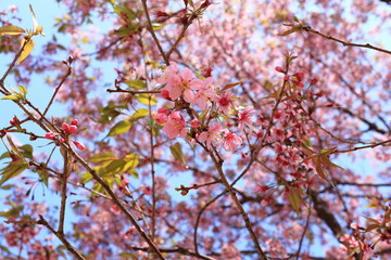 sakura flowers in thailand
