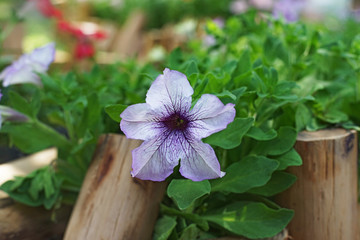 blooming purple petunia flower in garden