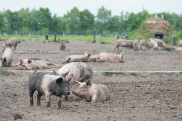 Free range pigs in the land