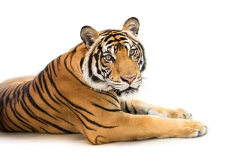 Crédence en verre imprimé Tigre Tigre de Sibérie isolé