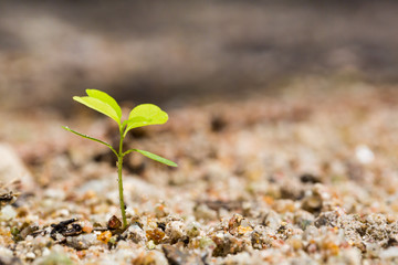 Green sprout
