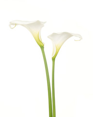 Twee witte calla aronskelk bloemen tegen een witte achtergrond