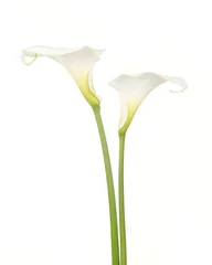 Tuinposter Twee witte calla aronskelk bloemen tegen een witte achtergrond © Elles Rijsdijk