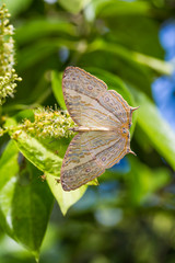 Marbled Map butterfly
