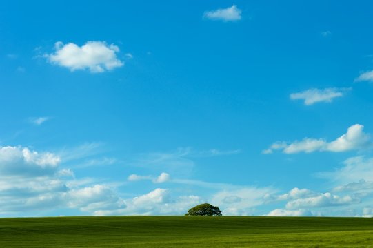 blue sky and a tree