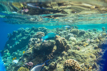 Coral fish