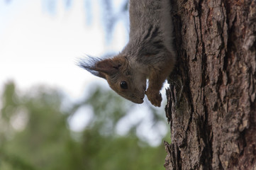 Белка в парке