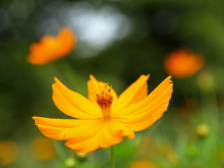 Yellow Cosmos Flower