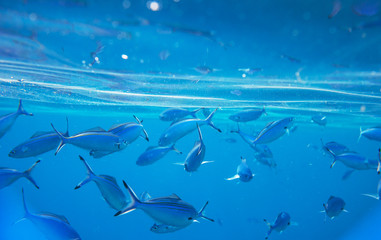 Obraz premium Coral fish