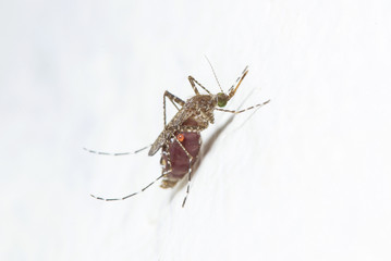 mosquito drinks blood out of man