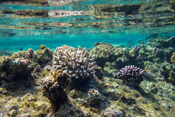 Coral reef