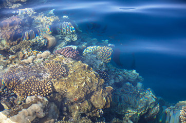 Coral reef