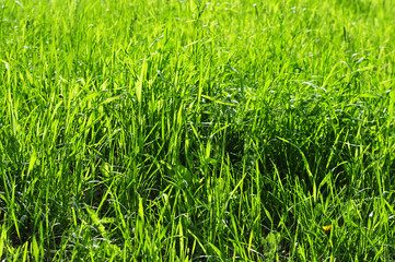 Obraz premiumSpring green grass