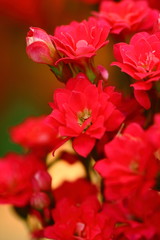 Flowers - Blur Background