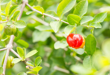 acerola fruit
