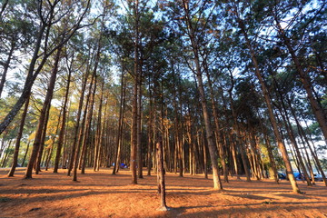 coniferous forest © pantkmutt