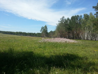 Obraz premium лесная полянка...