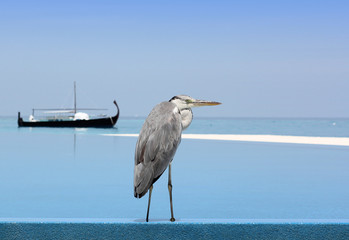 grey heron 