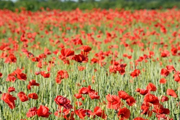 Roter Mohn