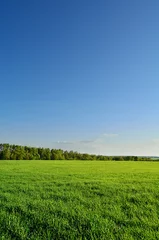 Fotobehang veld van groen weelderig gras en bos onder heldere hemel © art_vor