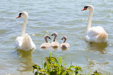 Swan family with young swans on the lake