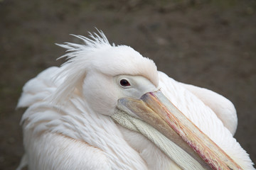 Pelican