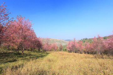 Fototapeta premium sakura in thailand