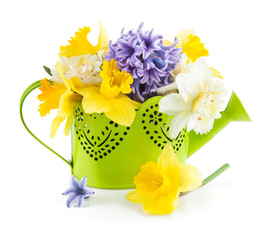 Spring flowers in green watering can. Isolated on white
