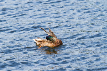 Duck on pond cleaning feathers