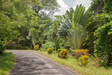 Straße und Palmen auf der Insel Dominica