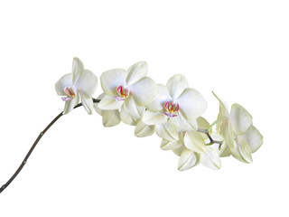 White orchid on white background with clipping path