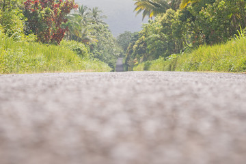 Straße und Palmen auf der Insel Dominica