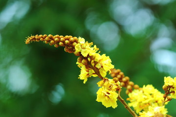 Yellow flowers,Copperpod, Golden Flamboyant, Yellow Flamboyant