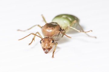 The queen ant