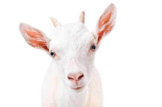 Portrait of a curious young goat