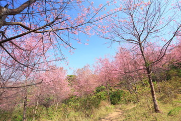 sakura in thailand