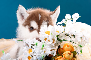 funny puppy with a bouquet of flowers wishes happy holidays