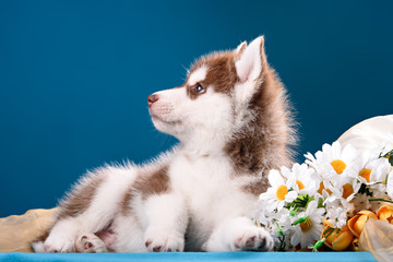 funny puppy with a bouquet of flowers wishes happy holidays