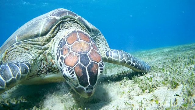 green sea turtle (Chelonia mydas) eating seaweed at the bottom 
