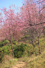 sakura in thailand
