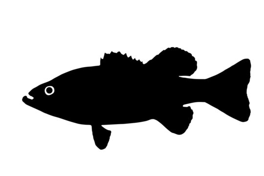 Silhouette of the fish Bass