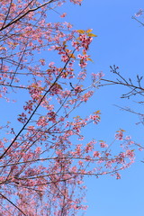 sakura in thailand