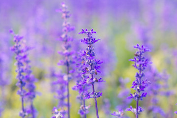 Purple Lavender in the garden